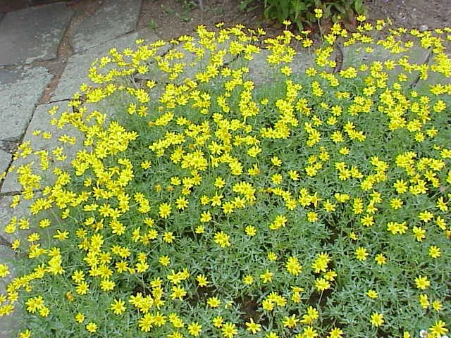 Oregon Sunshine - bundle of 5 plants (3.5" pots)